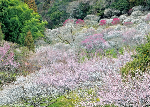 満開の三岳梅林