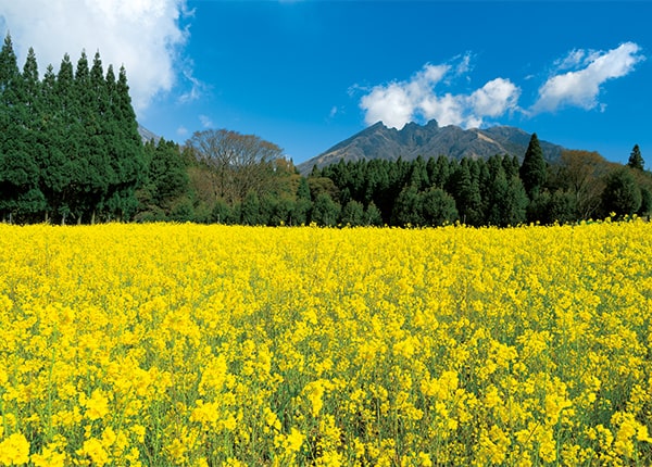 菜の花の海と、阿蘇根子岳