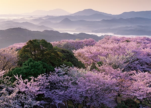 봄 안개 피는 오야마 공원의 벚꽃