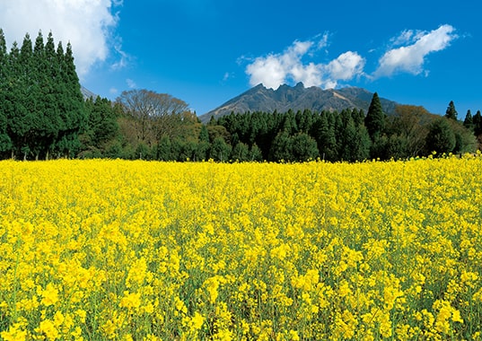 菜の花の海と、阿蘇根子岳