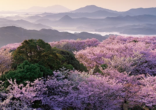봄 안개와 같이 핀 오오야마 공원의 벚꽃