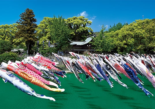 夏めく川上峡を泳ぐ鯉幟