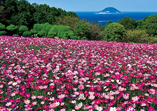 秋満ちる能古島のコスモス