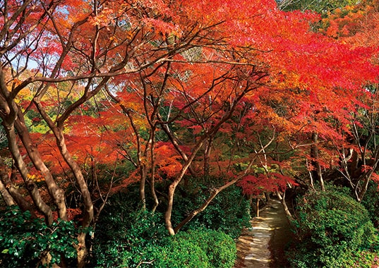 白野江植物公園を染める紅葉